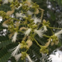 Falcataria falcata (L.) Greuter & R.Rankin